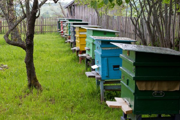 Ульи на пасеке