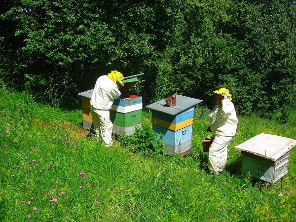 Пасека Пчелка Элекмонар