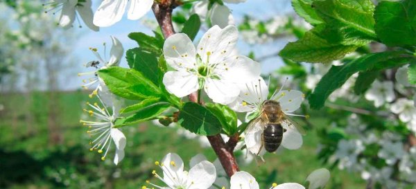 Пасека в цветущем саду