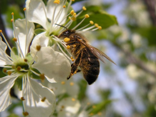 Майская пчела