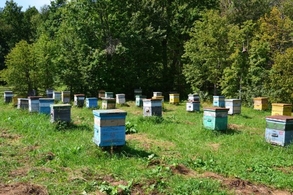 Пасека Белозерова