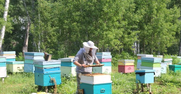 Пасека Алексея Примечаева Марий Эл