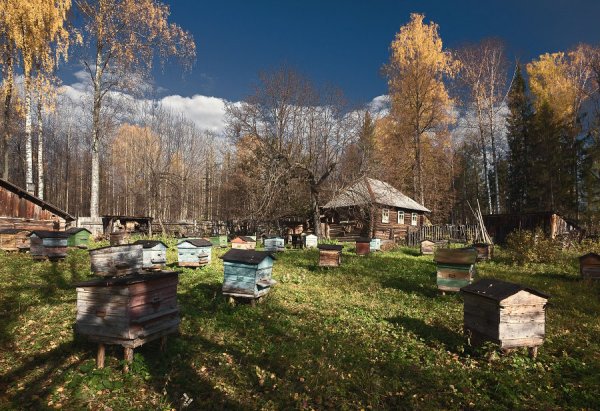 Пасека в лесу