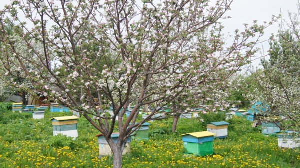 Пасека в яблоневом саду