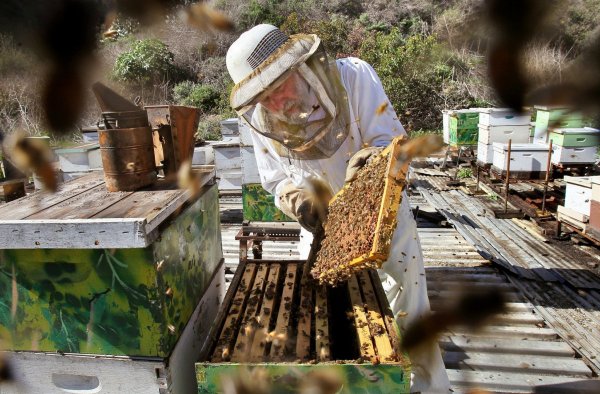 Древние пчеловоды