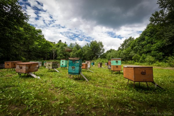 Ясная Поляна усадьба пасека