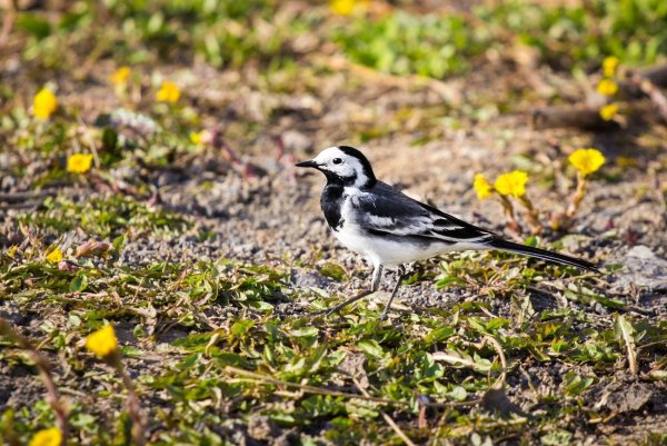 Трясогузка Дрозд