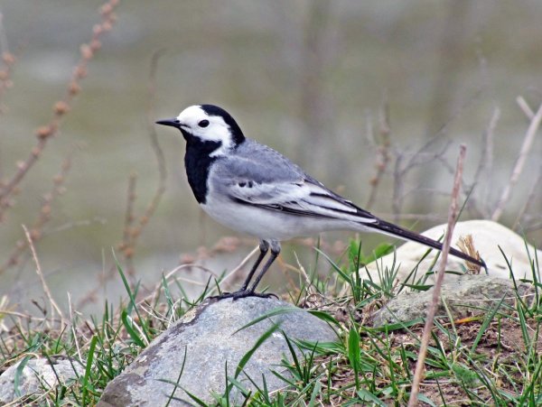 Трясогузка обыкновенная
