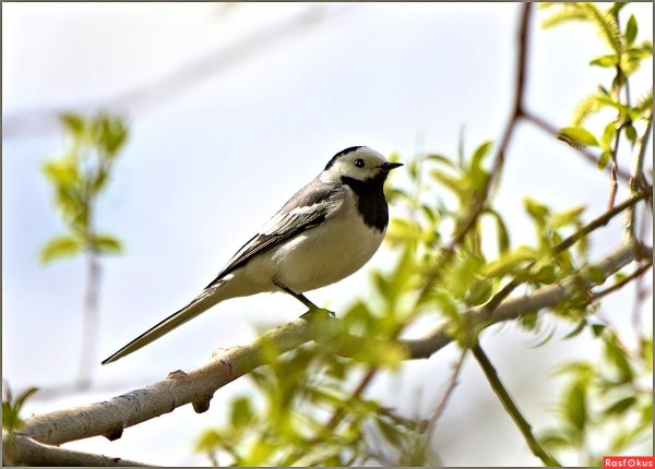 Птички весной трясогузки