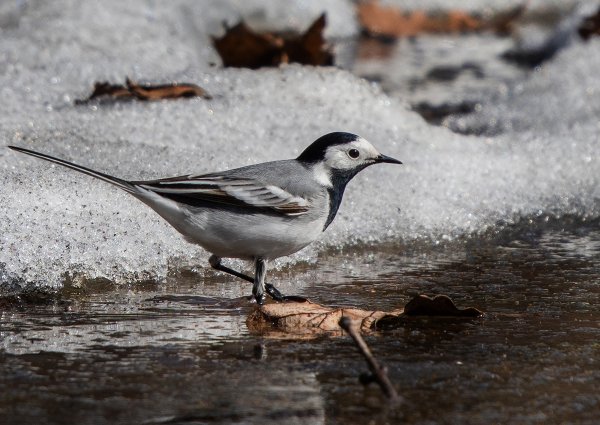 Трясогузка птица
