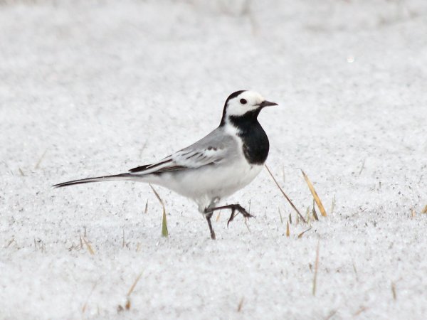 Трясогузка зимующая