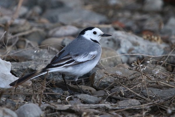 Сибирская трясогузка