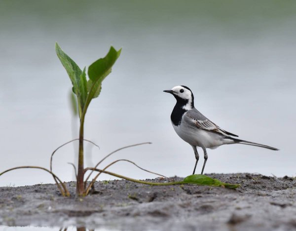 Птичка ледоломка
