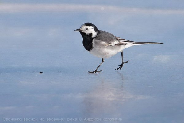 Трясогузка зимующая птица