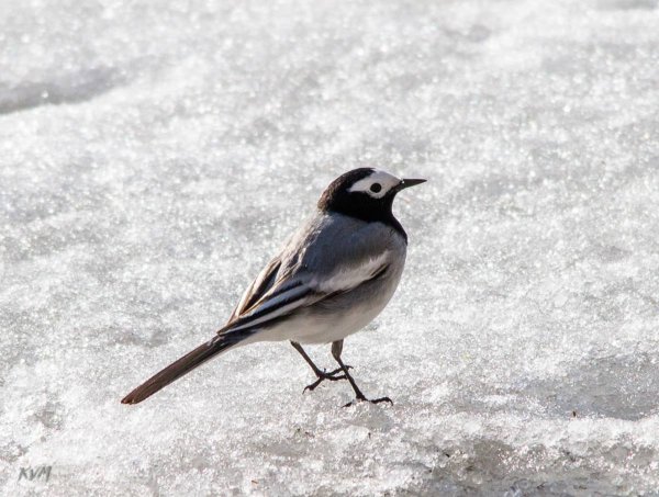 Ледоломка птица