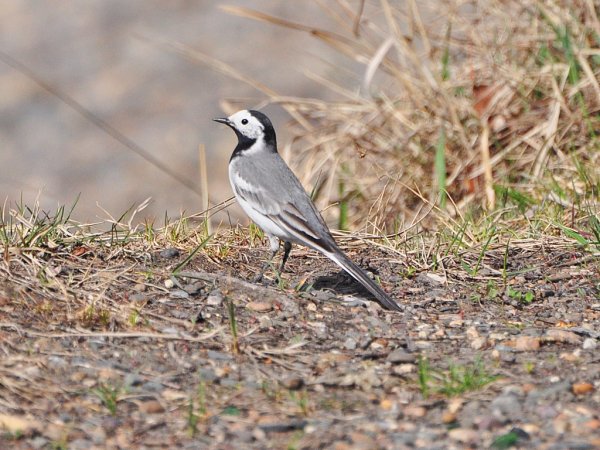 Трясогузка белая трясогузка