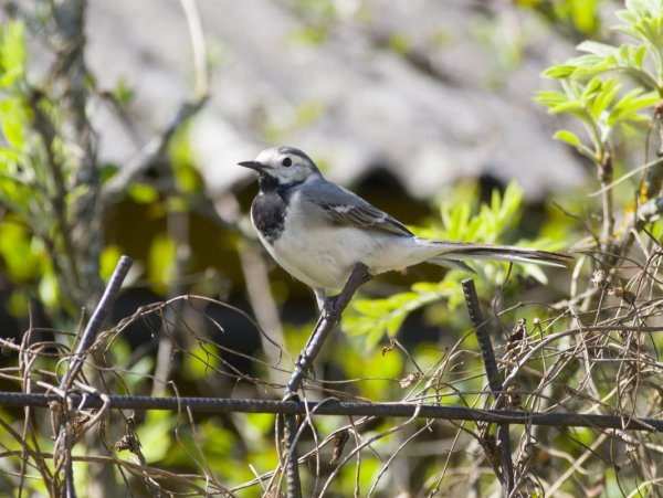 Птицы весной трясогузка