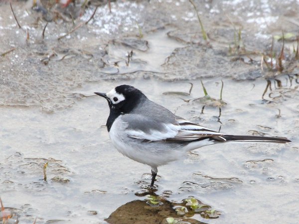 Трясогузка ледоломка