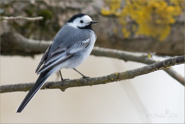 Трясогузка Перелетная