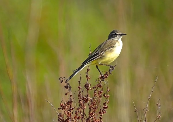 Зеленая трясогузка