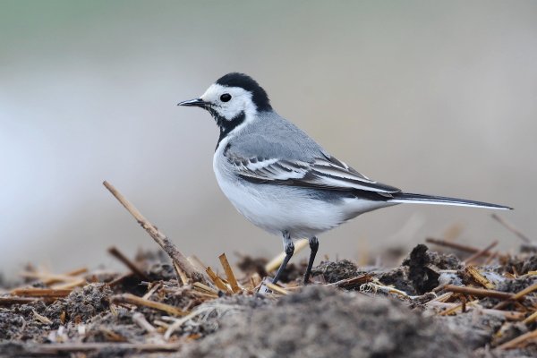 Трясогузка ареал