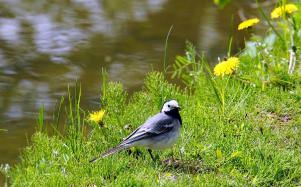 Трясогузка на лугу