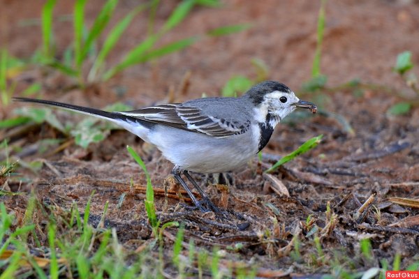 Трясогузка Латвия