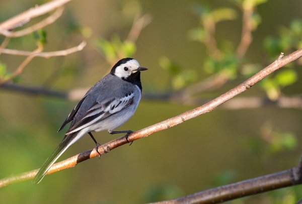 Трясогузка Степная