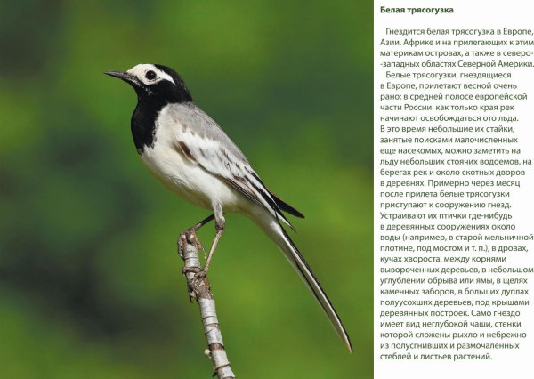 Трясогузка Луговая птица