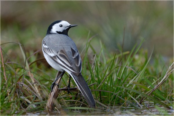 Трясогузки ледоломки
