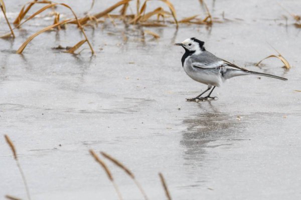 Белая трясогузка зимой