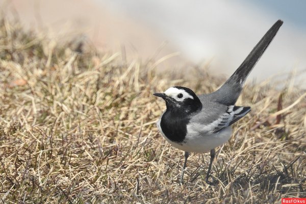 Белая трясогузка весной