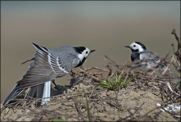 Трясогузка Луговая
