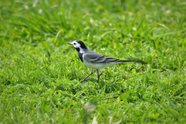 Белая трясогузка осенью