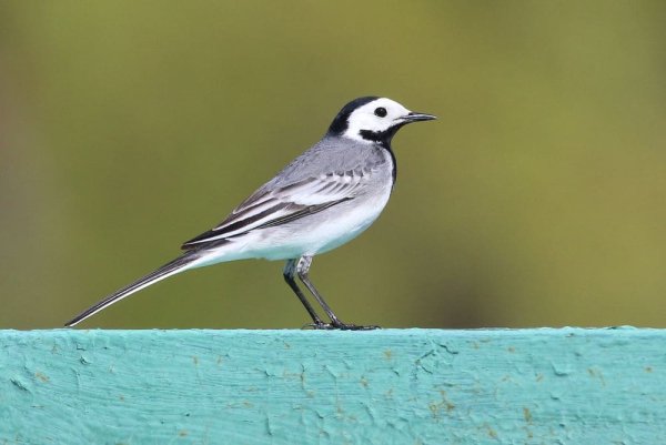 Птичка трясогузка