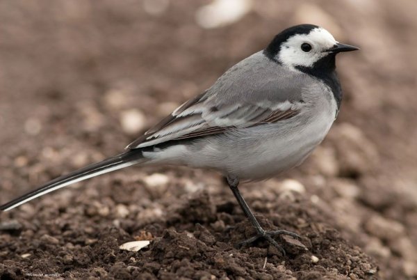 Краснохвостая трясогузка