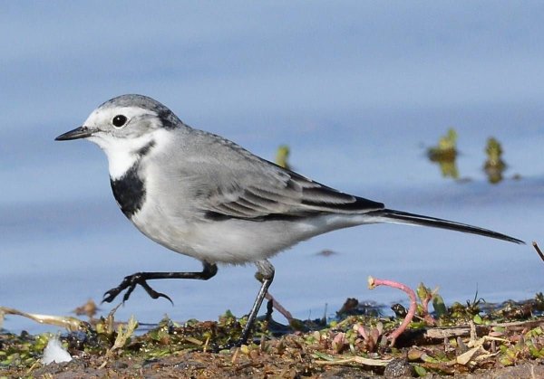 Трясогузка белая трясогузка