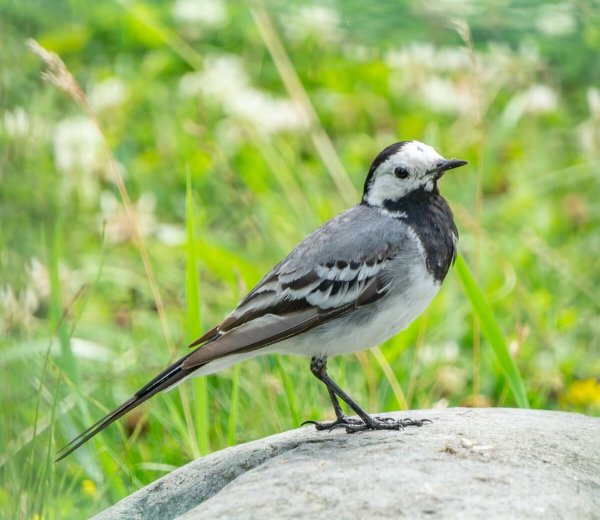 Трясогузка Северная
