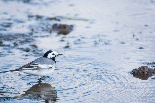 Белая трясогузка Motacilla Alba
