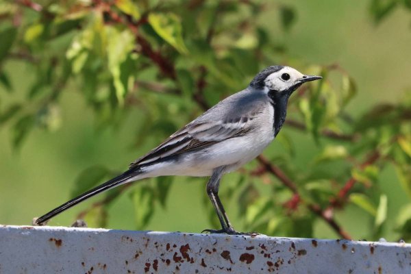 Трясогузка белая трясогузка