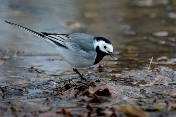 Белая трясогузка