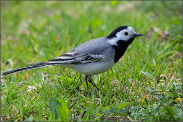 Птичка трясогузка длиннохвостая