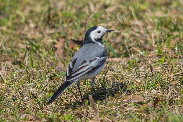 Трясогузка белая трясогузка