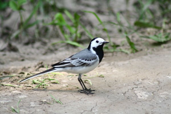Сообщение о трясогузке