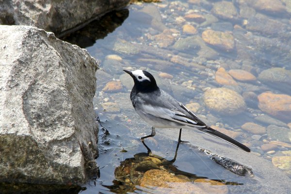 Сообщение о трясогузке