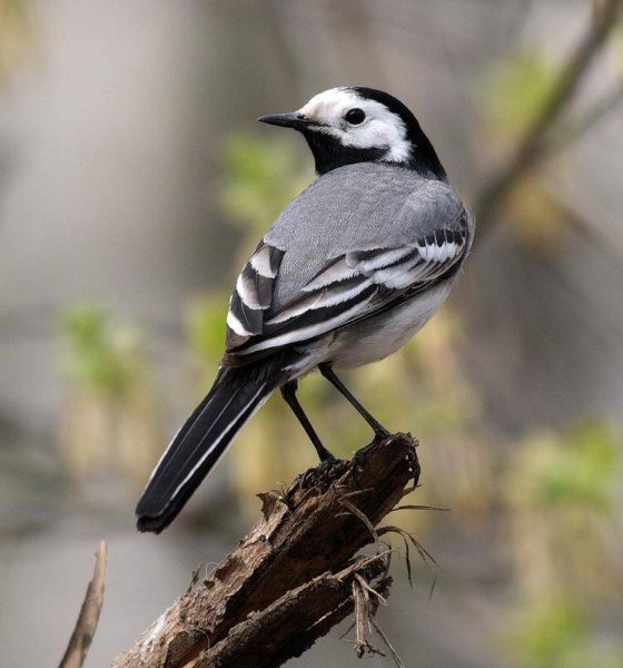 Интересные факты о перелетных птицах для дошкольников