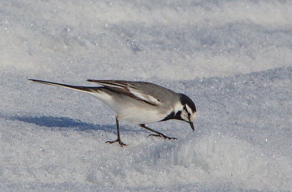 Трясогузка Луговая