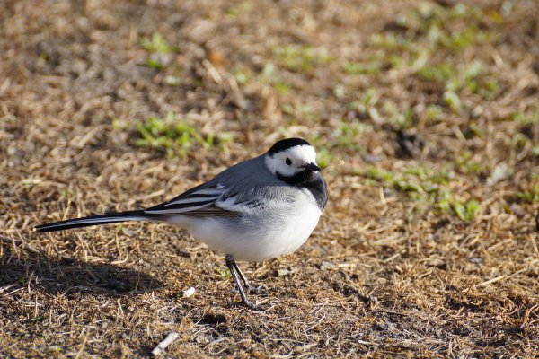 Трясогузка Дрозд