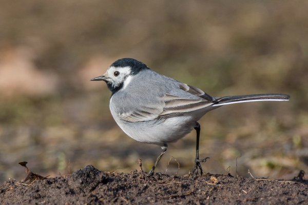 Птицы весной трясогузка