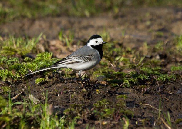 Трясогузки прилетели